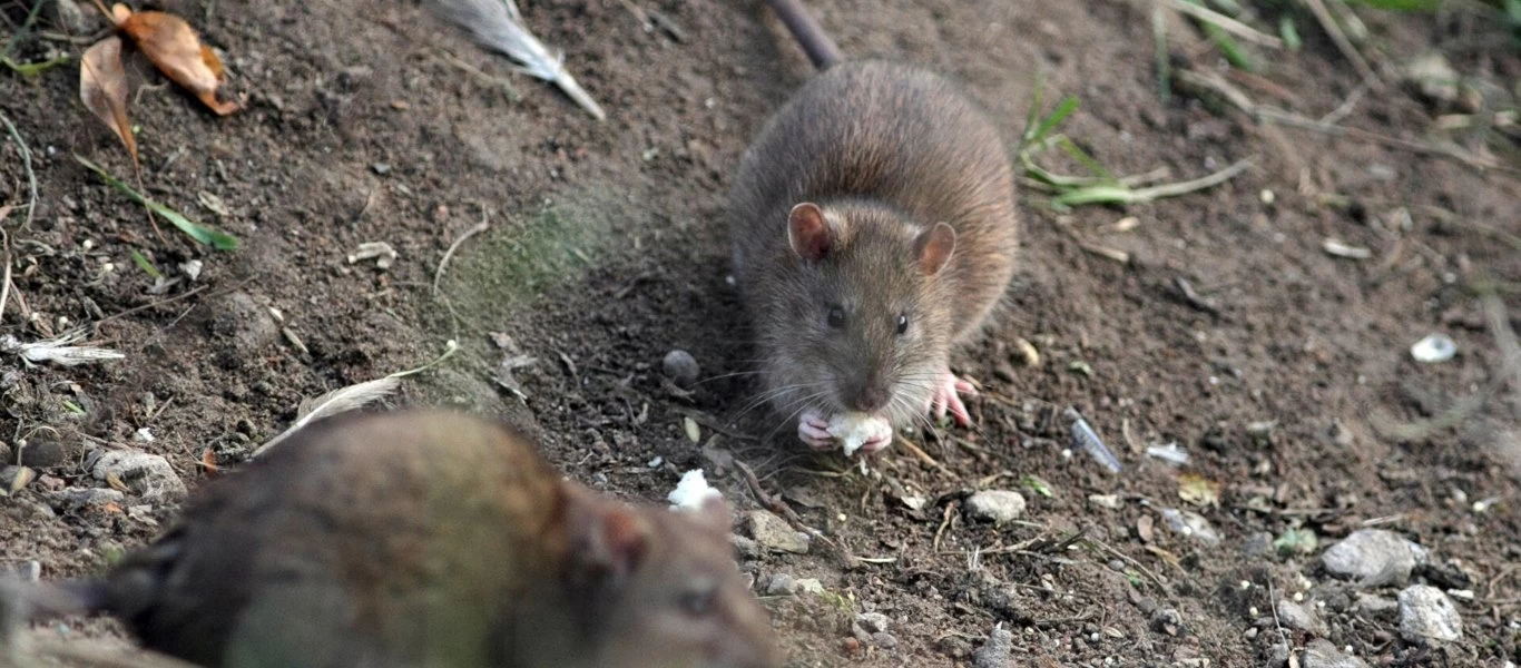 Αηδιαστικό θέαμα στην Αυστραλία - Εκατοντάδες αρουραίοι πέφτουν από τον «ουρανό» (βίντεο)